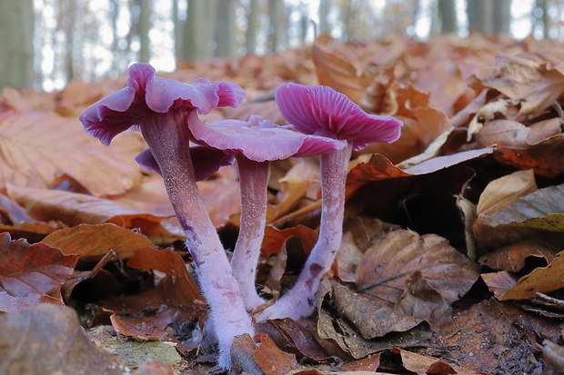 lakovka ametystová Laccaria amethystina (Huds.) Cooke