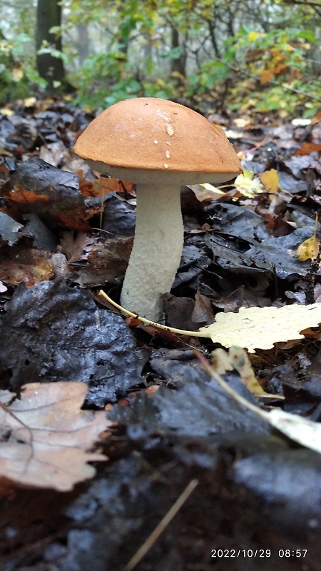 kozák osikový Leccinum albostipitatum den Bakker & Noordel.