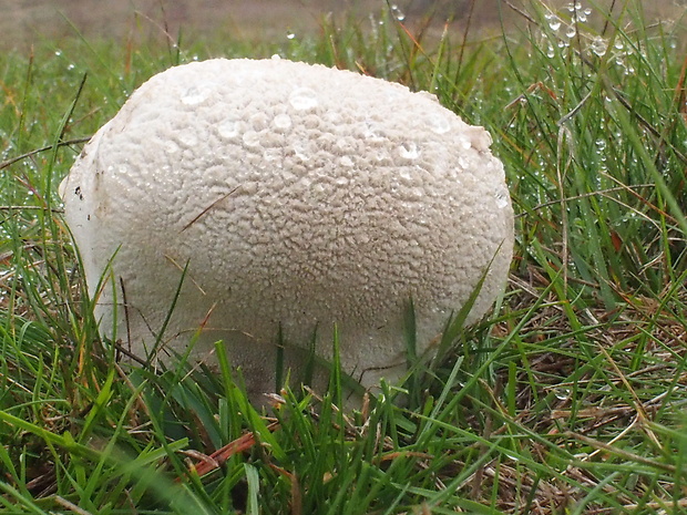 rozpadavec dlabaný Lycoperdon utriforme Bull.