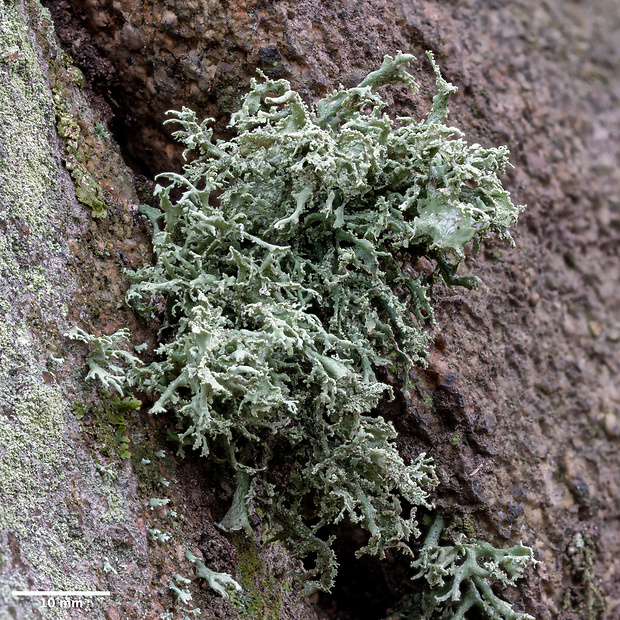 stužkovec poprášený Ramalina pollinaria (Westr.) Ach.