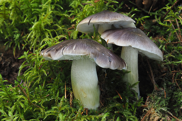 čírovka sivá Tricholoma portentosum (Fr.) Quél.