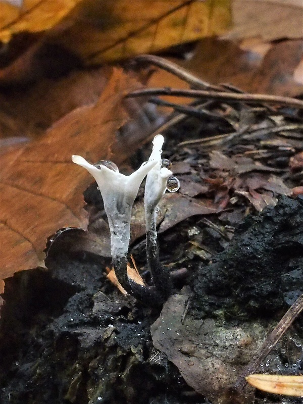 drevnatec parohatý Xylaria hypoxylon (L.) Grev.