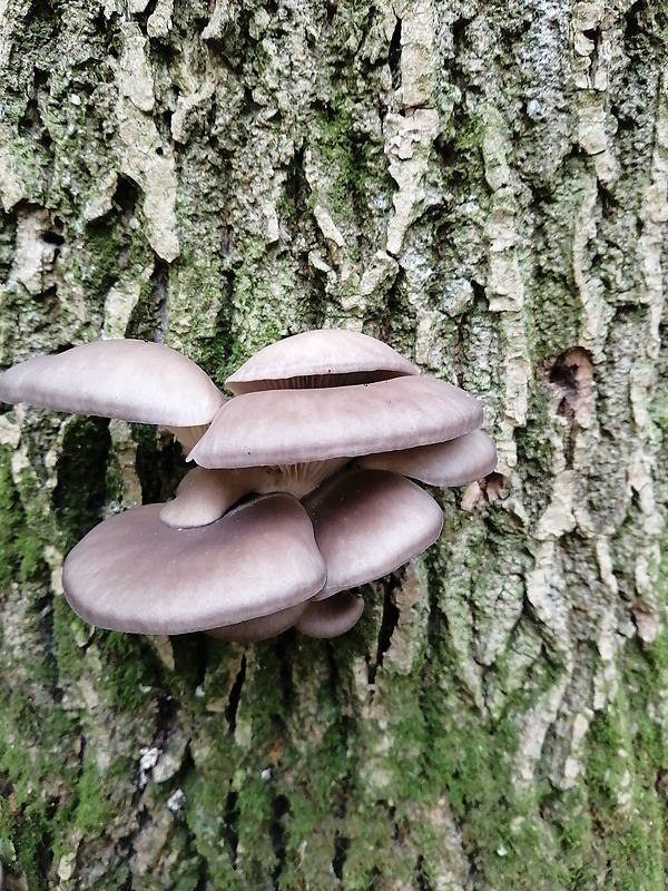 hliva ustricovitá Pleurotus ostreatus (Jacq.) P. Kumm.