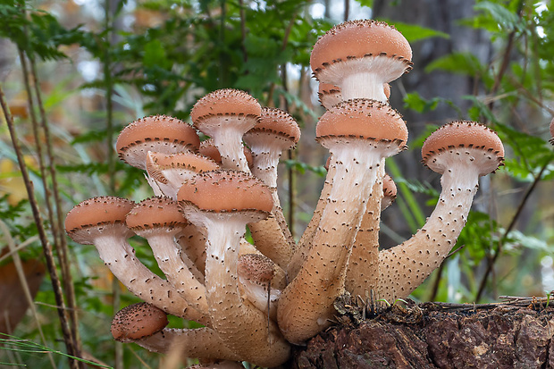 podpňovka tmavá Armillaria ostoyae (Romagn.) Herink