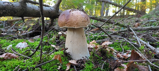 hríb smrekový Boletus edulis Bull.