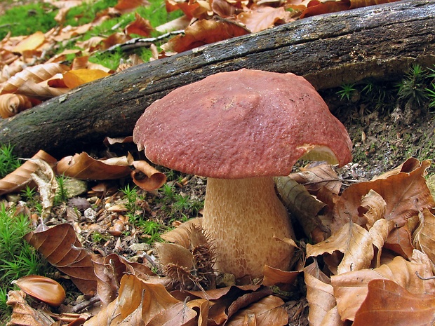 hríb sosnový Boletus pinophilus Pil. et Dermek in Pil.