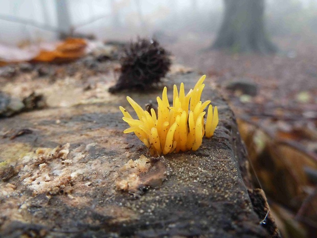 parôžkovec malý Calocera cornea (Fr.) Loud.