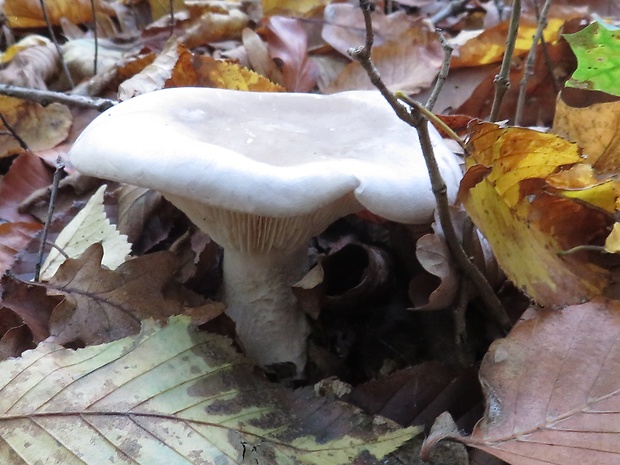 strmuľka inovaťová Clitocybe nebularis (Batsch) P. Kumm.