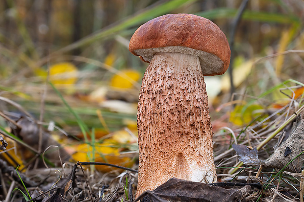 kozák dubový Leccinum aurantiacum (Bull.) Gray