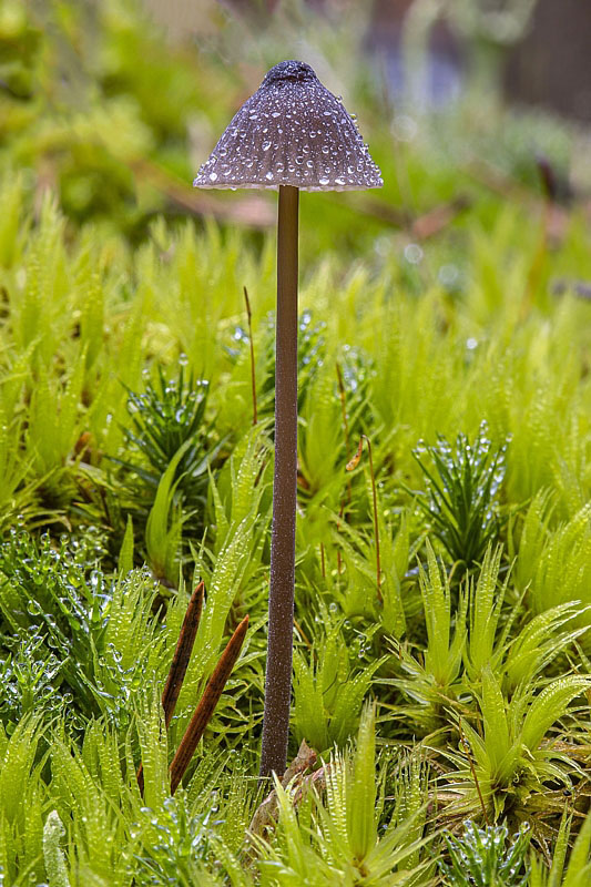 prilbička ryhovaná Mycena polygramma (Bull.) Gray