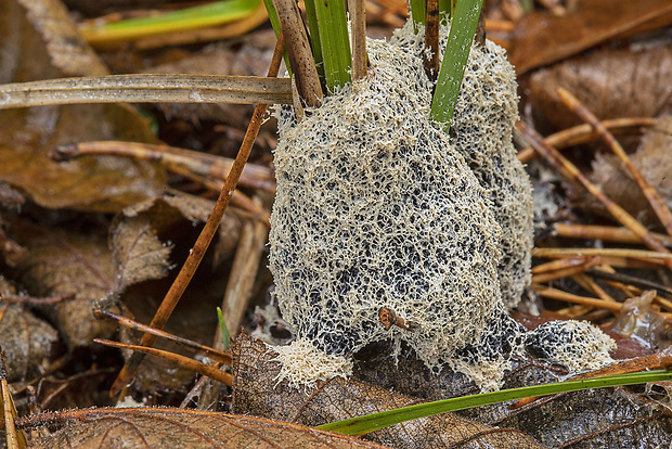 slizovka Myxomycetes