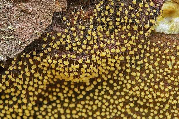 slizovka Myxomycetes