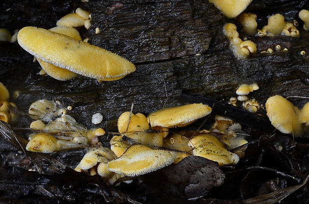 hlivník hniezdovitý Phyllotopsis nidulans (Pers.) Singer