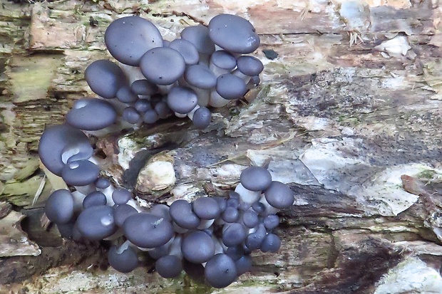 hliva ustricovitá modrastá Pleurotus columbinus Quél.