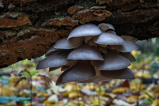 hliva ustricovitá Pleurotus ostreatus (Jacq.) P. Kumm.