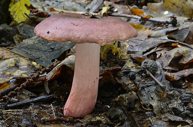 plávka Russula sp.