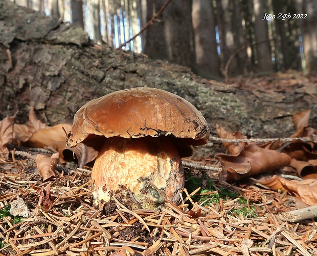 hríb zrnitohlúbikový Sutorius luridiformis (Rostk.) G. Wu & Zhu L. Yang