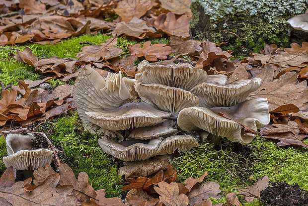 čírovka mydlová Tricholoma saponaceum (Fr.) P. Kumm.