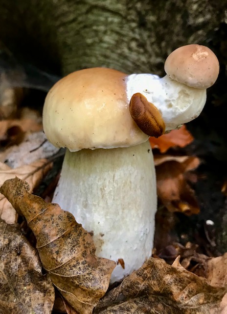 hríb smrekový Boletus edulis Bull.