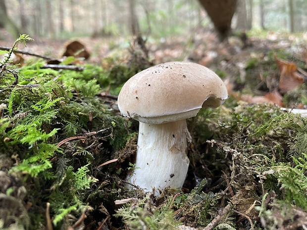 hríb smrekový Boletus edulis Bull.