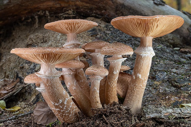 podpňovka tmavá Armillaria ostoyae (Romagn.) Herink