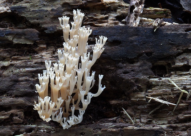 korunovec svietnikovitý Artomyces pyxidatus (Pers.) Jülich