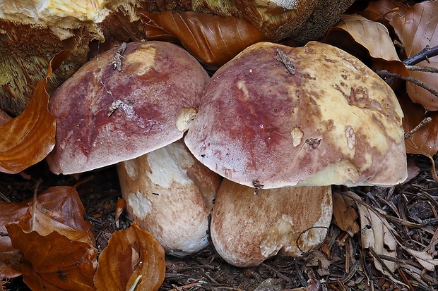 hríb sosnový Boletus pinophilus Pil. et Dermek in Pil.