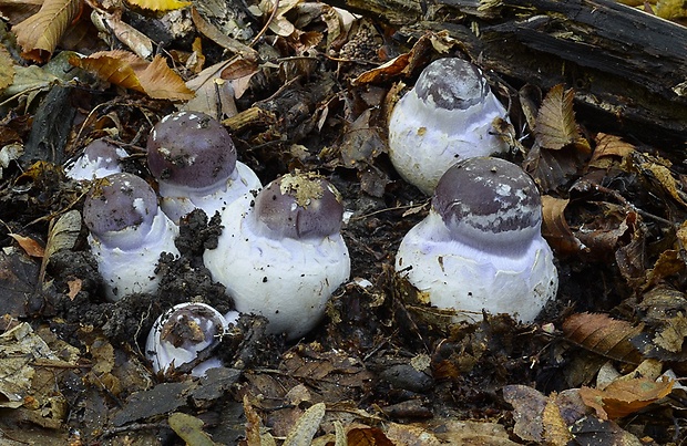 pavučinovec mohutný Cortinarius praestans (Cordier) Gillet