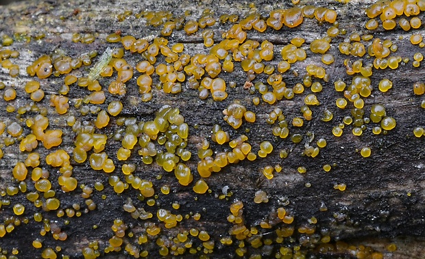 slzovec Dacrymyces sp.