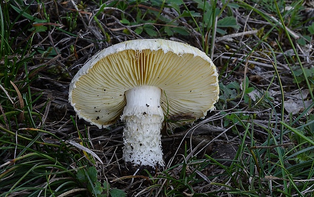 vločkovka žltozelená Floccularia luteovirens (Alb. & Schwein.) Pouzar