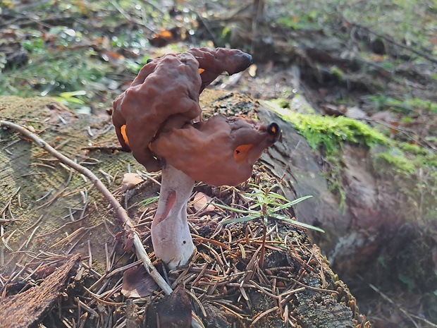 ušiak mitrovitý Gyromitra infula (Schaeff.) Quél.