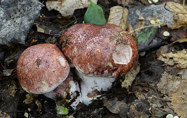 šťavnačka plávkovitá Hygrophorus russula (Schaeff.) Kauffman