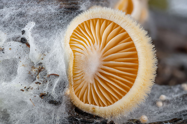 hlivník hniezdovitý Phyllotopsis nidulans (Pers.) Singer