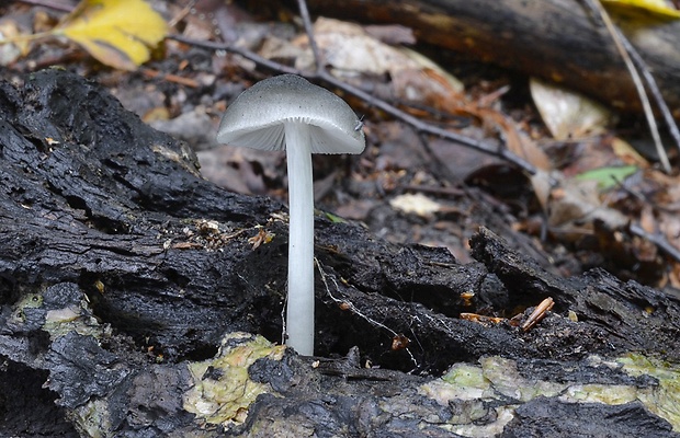 štítovka vŕbová Pluteus salicinus (Pers.) P. Kumm.