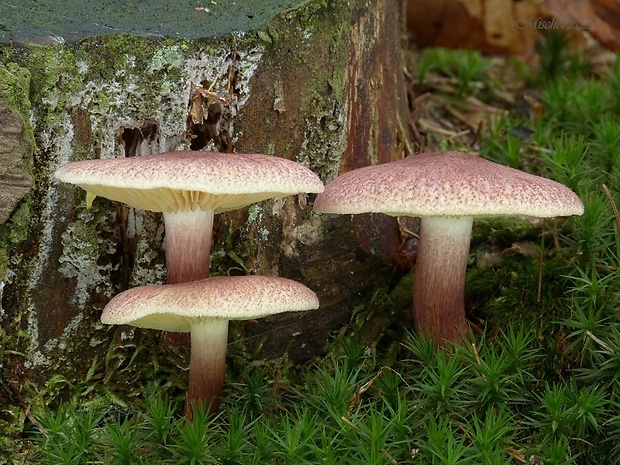 čírovec červenožltý Tricholomopsis rutilans (Schaeff.) Singer