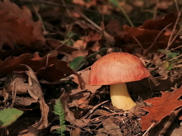 zlatohríb úhľadný Aureoboletus gentilis (Quél.) Pouzar