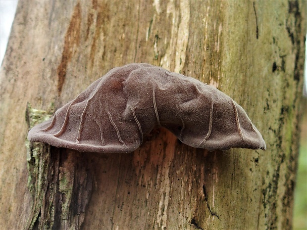 uchovec bazový Auricularia auricula-judae (Bull.) Quél.