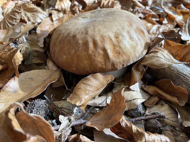 hríb dubový Boletus reticulatus Schaeff.