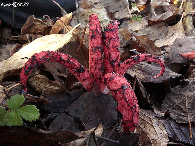 mrežovka kvetovitá Clathrus archeri (Berk.) Dring