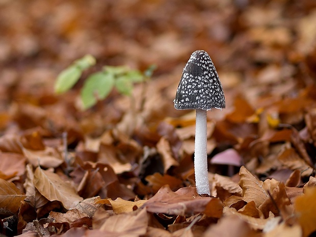 hnojník strakatý Coprinopsis picacea (Bull.) Redhead, Vilgalys & Moncalvo