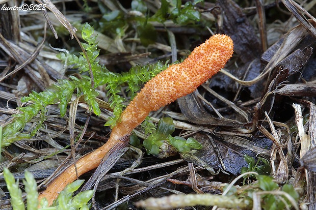 žezlovka hmyzová Cordyceps militaris (Fr.) Link