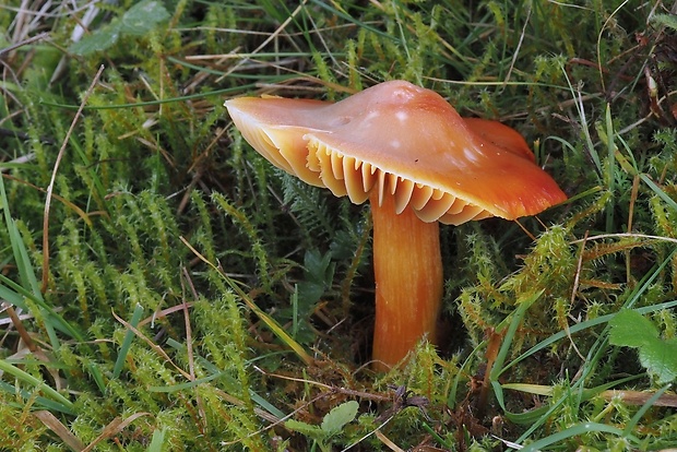 lúčnica granátovočervená Hygrocybe punicea (Fr.) P. Kumm.