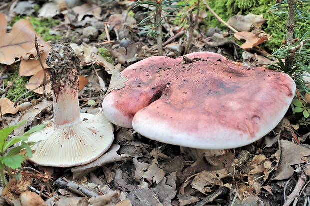 šťavnačka plávkovitá Hygrophorus russula (Schaeff.) Kauffman