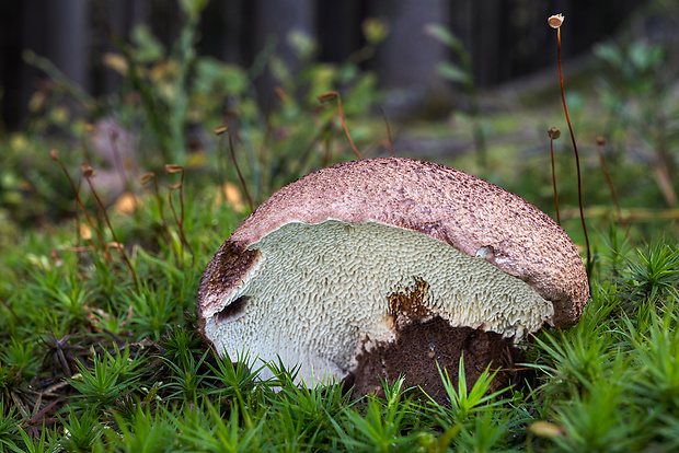 krásnopórovec Jahnoporus hirtus (Cooke) Nuss