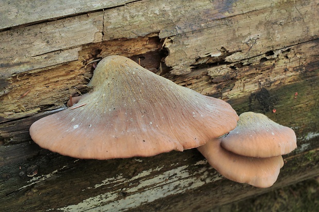 húževnatček bobrí Lentinellus castoreus (Fr.) Kühner & Maire