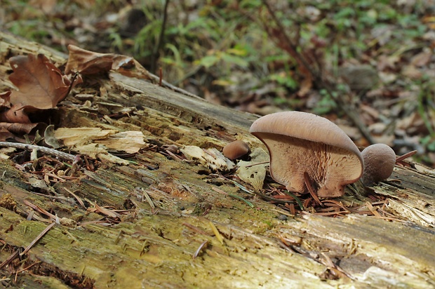 húževnatček bobrí Lentinellus castoreus (Fr.) Kühner & Maire