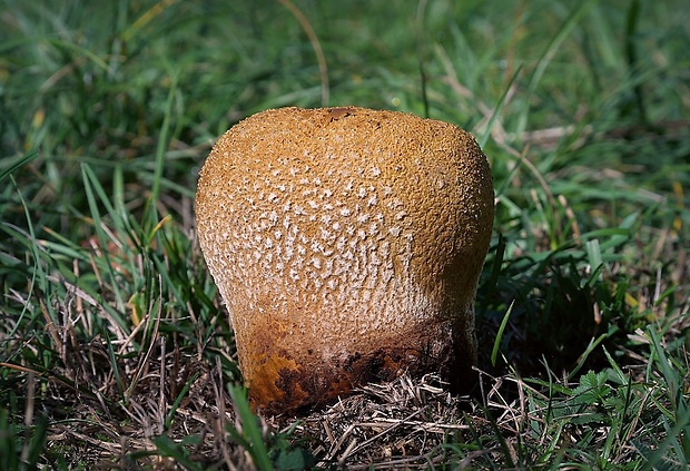 rozpadavec dlabaný Lycoperdon utriforme Bull.