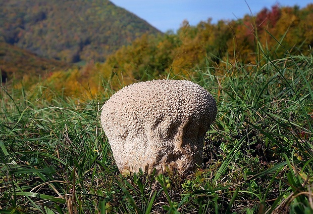 rozpadavec dlabaný Lycoperdon utriforme Bull.