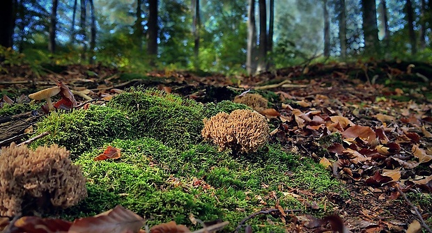 strapačka fínska - biotop Ramaria fennica (P. Karst.) Ricken