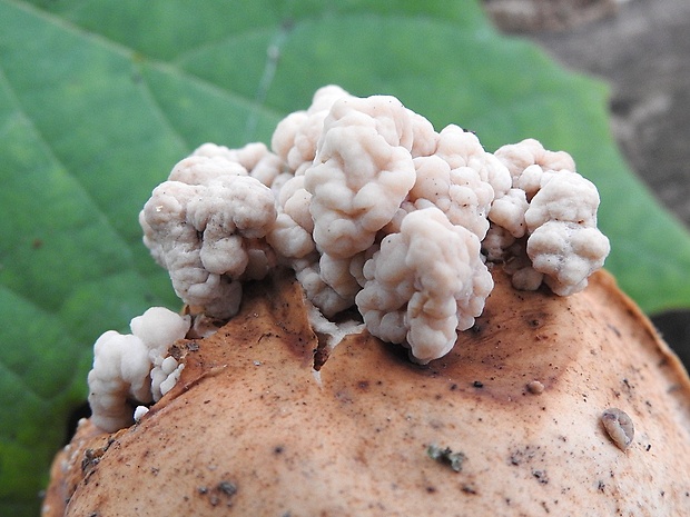 rôsolovka hubomilná Syzygospora mycetophila (Peck) Ginns